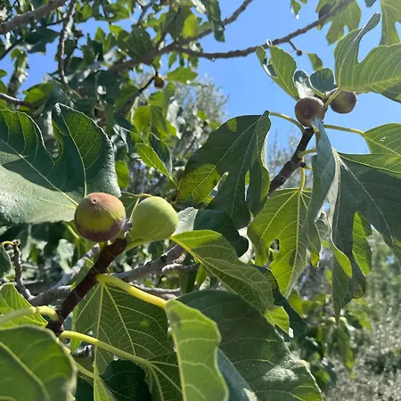 Ferienhaus House Vasiliko (Evia)
